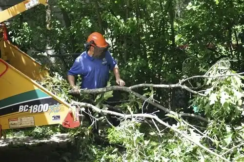 tree services Drew